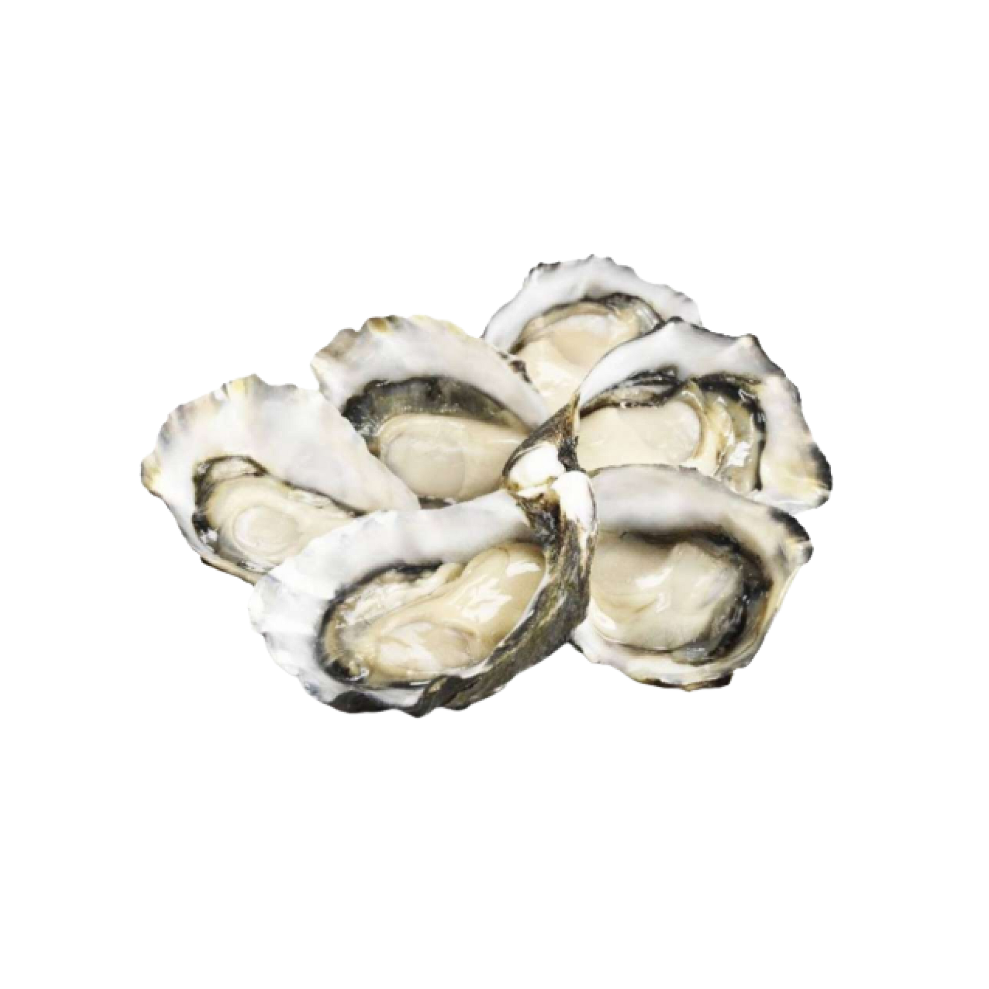Frozen Half Shell Oyster 12 Pieces