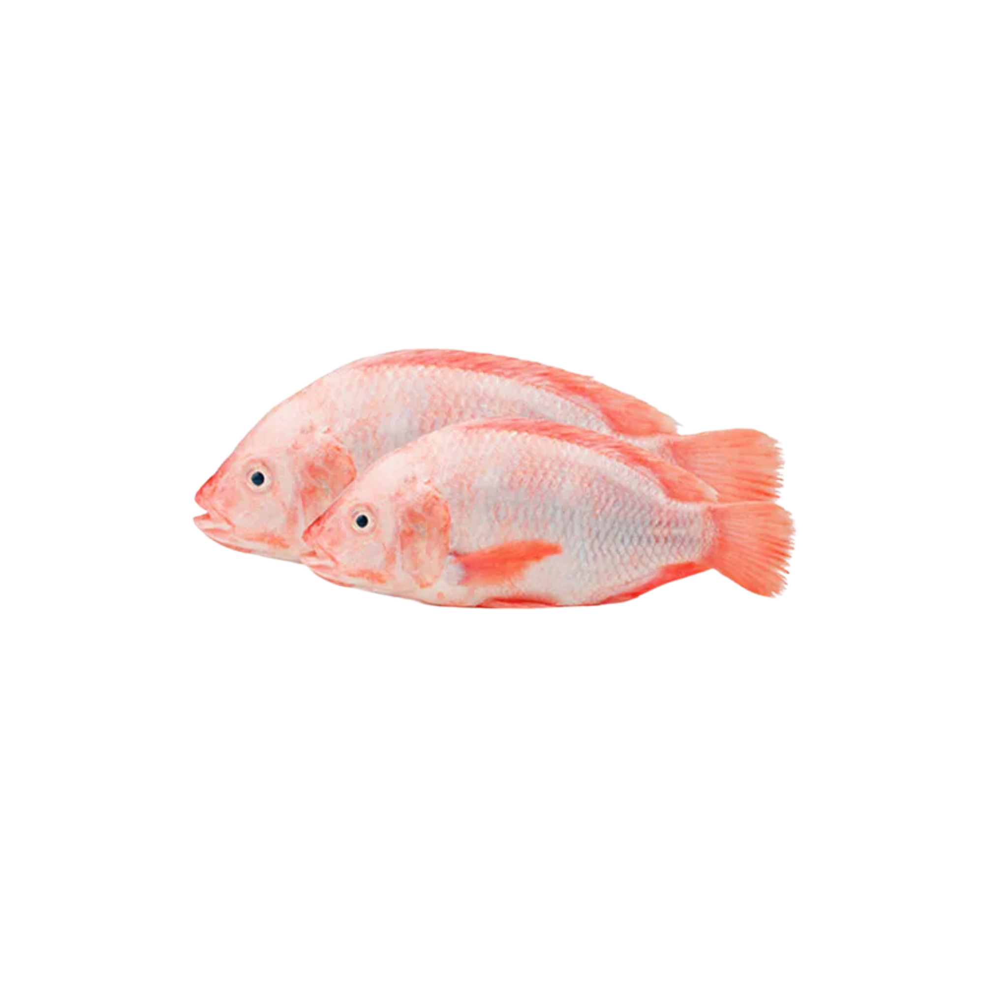 Ikan Talapia Merah 1kg +/