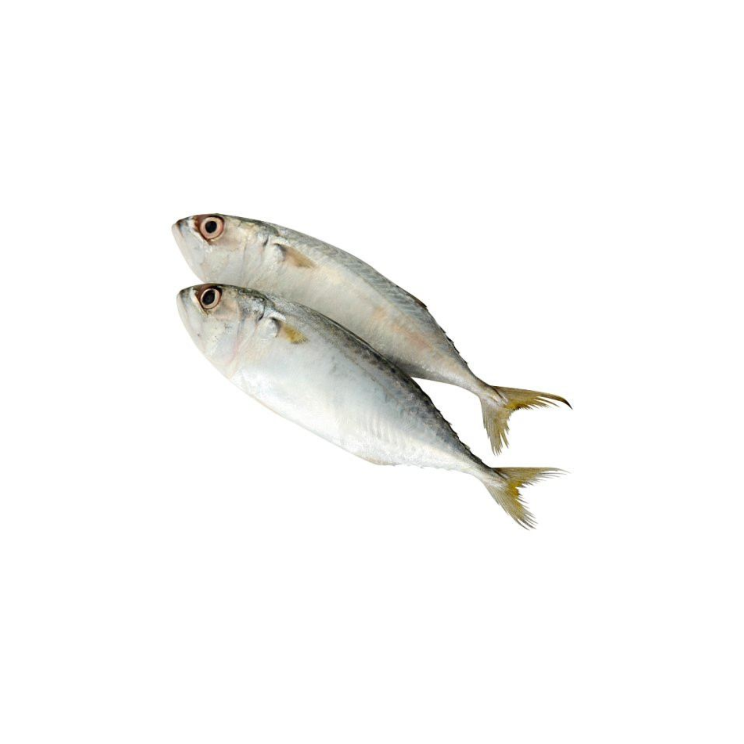 Frozen Ikan Kembong 6/8 1kg+/
