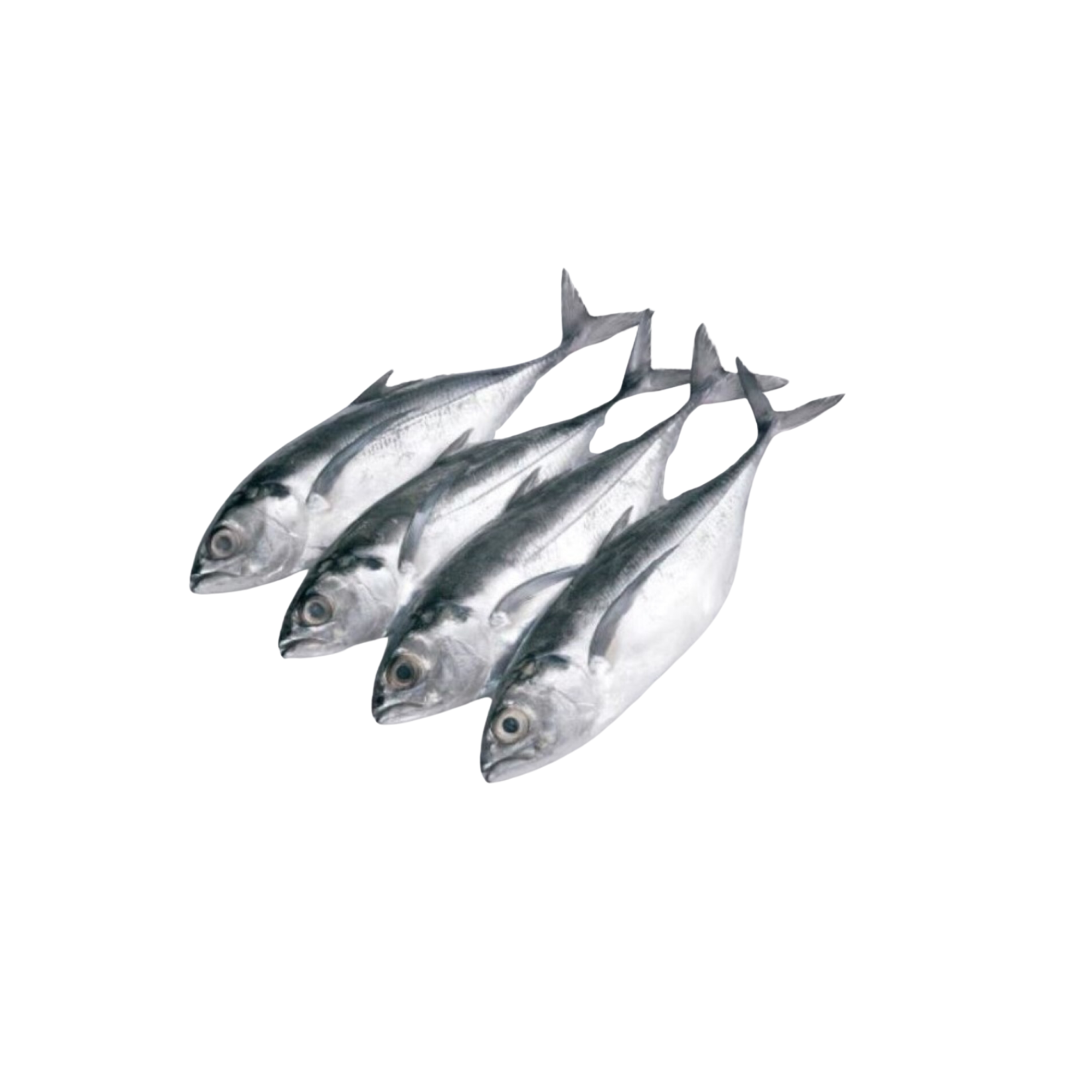 Frozen Ikan Cencaru 4/6 1kg+/